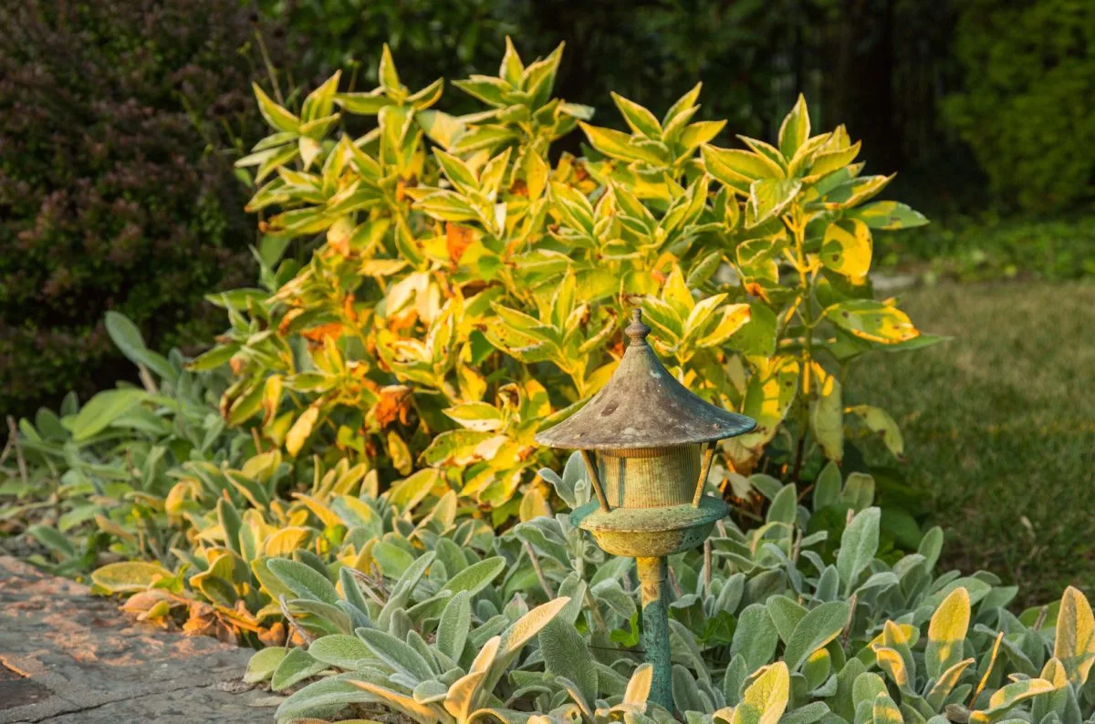 Garden planting design
